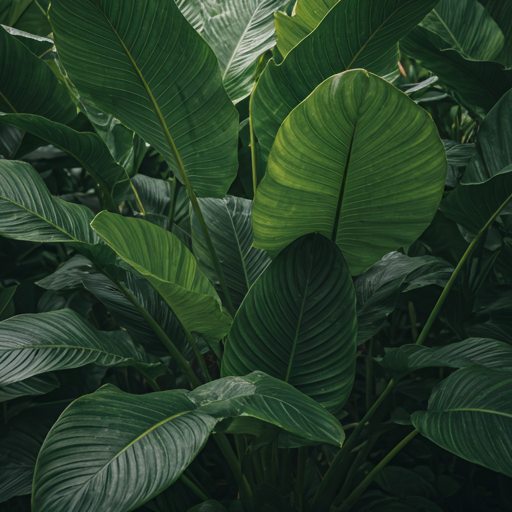 Konjac growth
